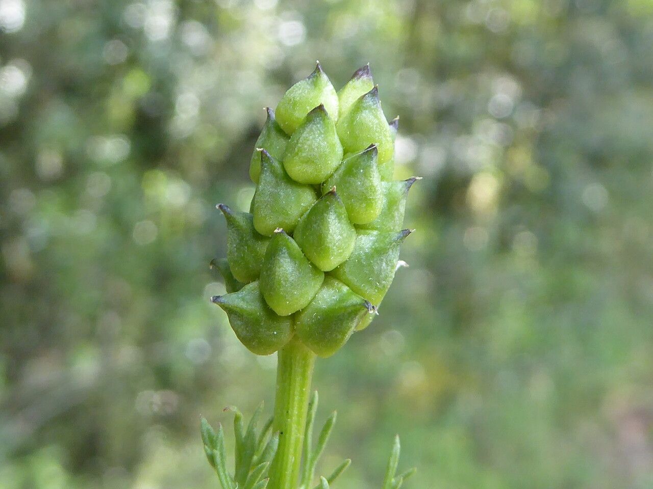 Adonis annua fruit