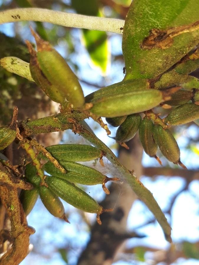 Campylocentrum neglectum fruit