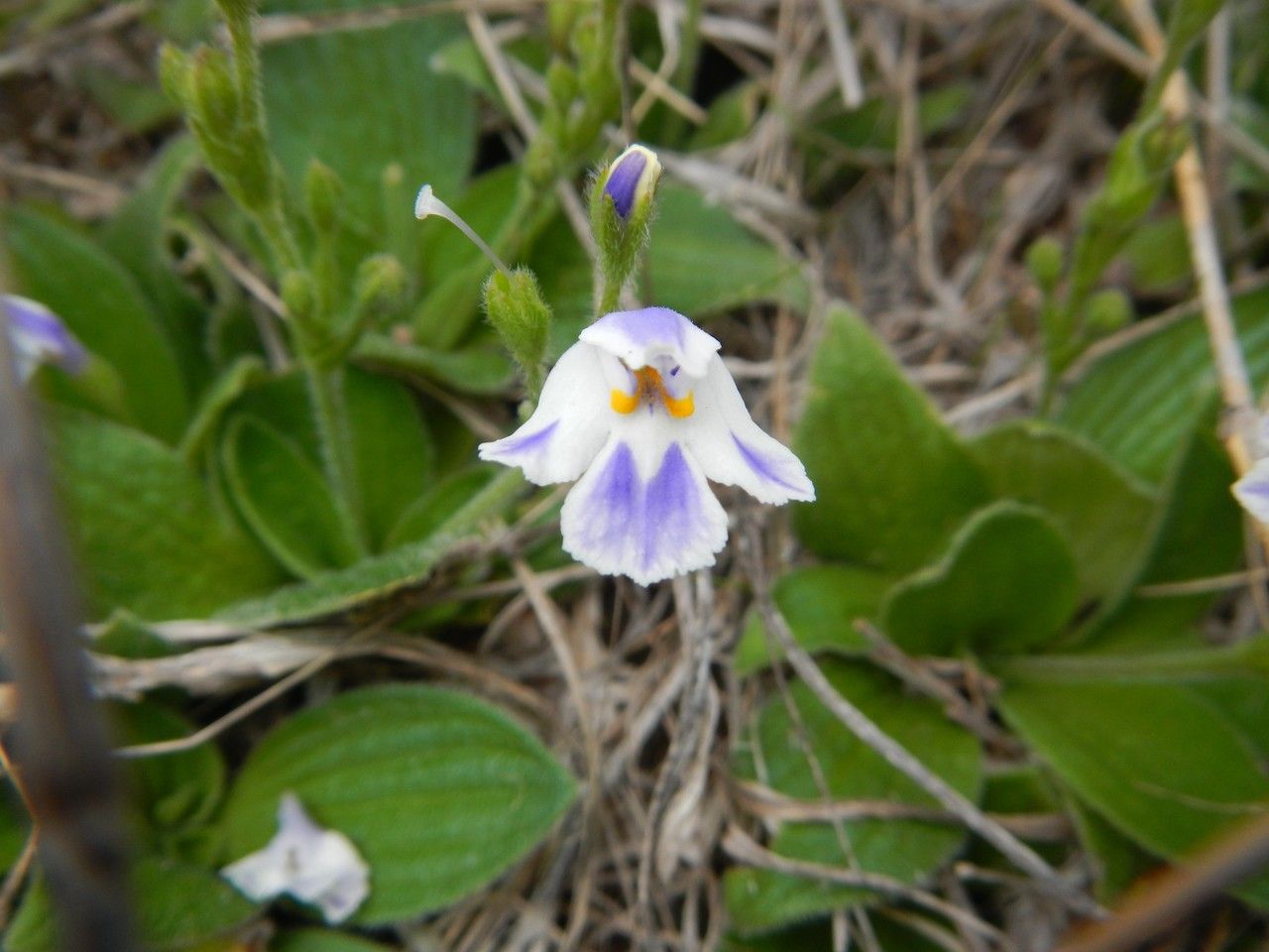 Craterostigma hirsutum habit