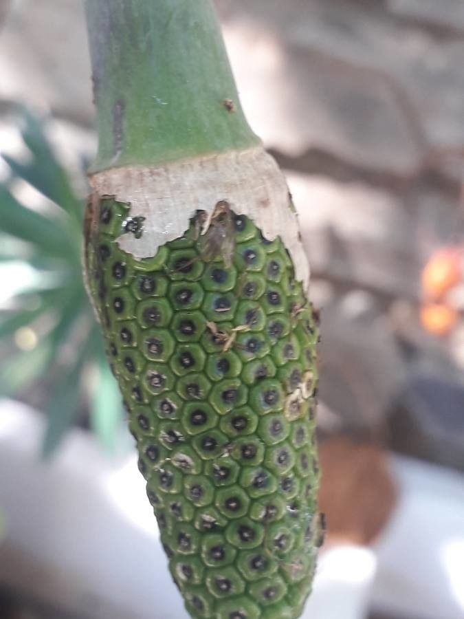 Arisaema erubescens fruit