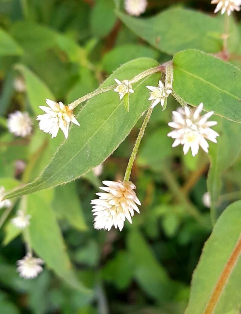 Alternanthera lanceolata flower