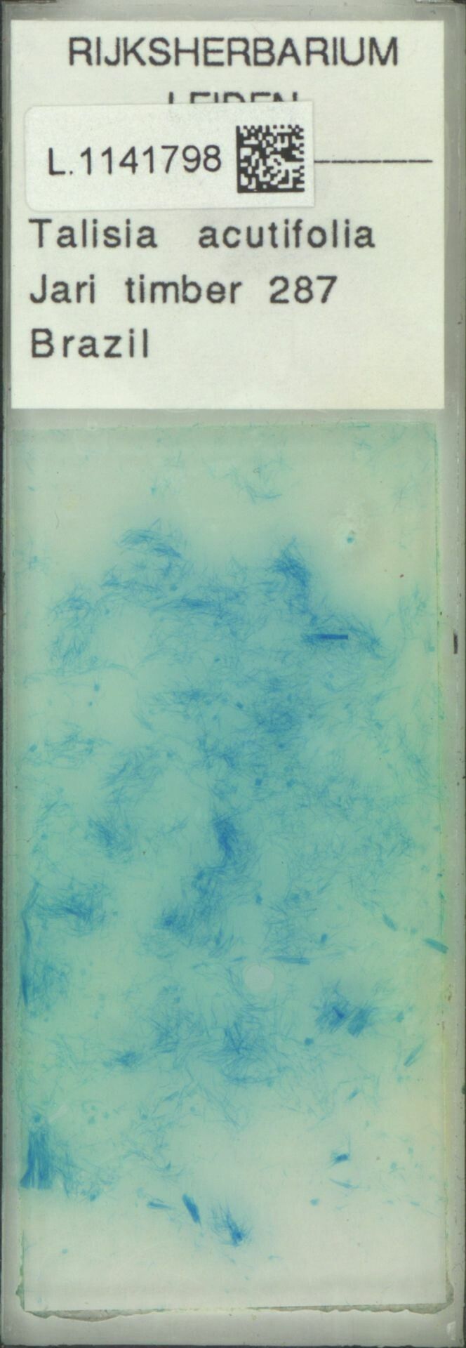 Talisia acutifolia — related species from the same genus