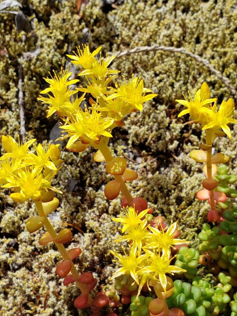 Sedum divergens flower