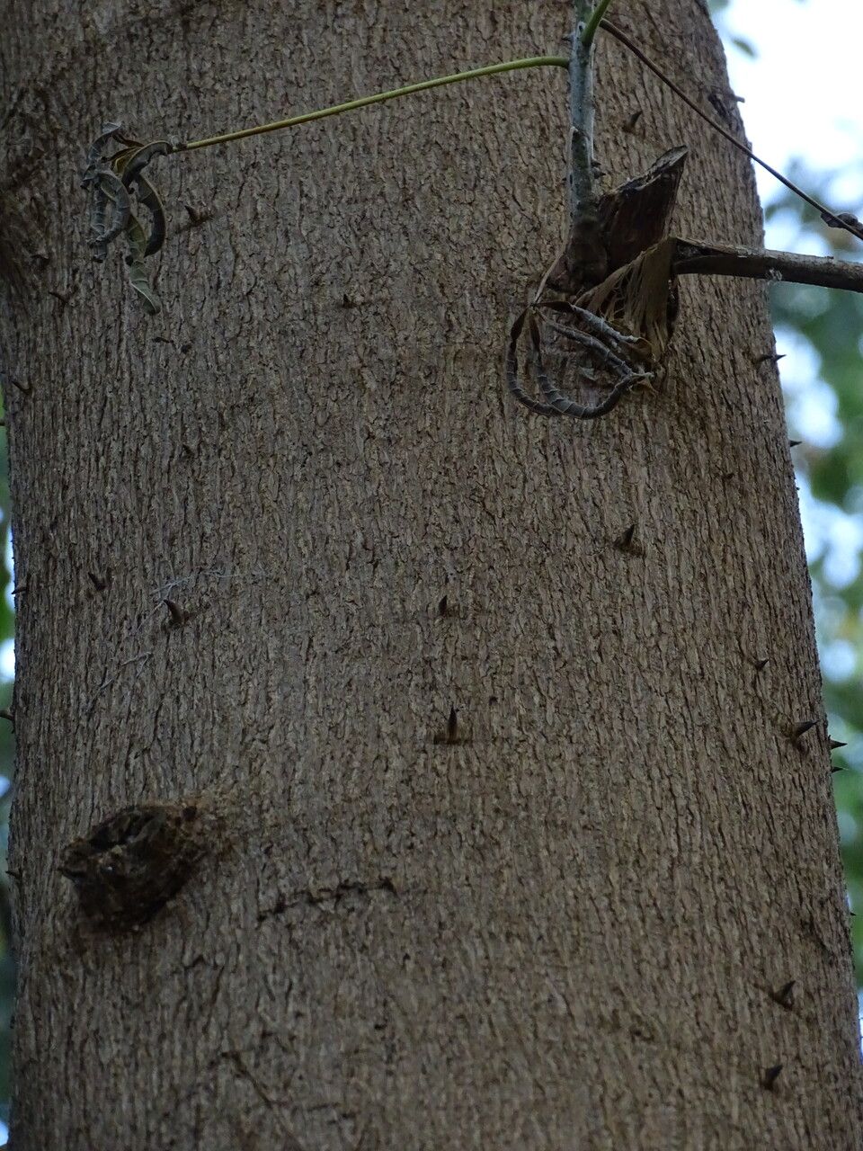 Jacaratia spinosa bark
