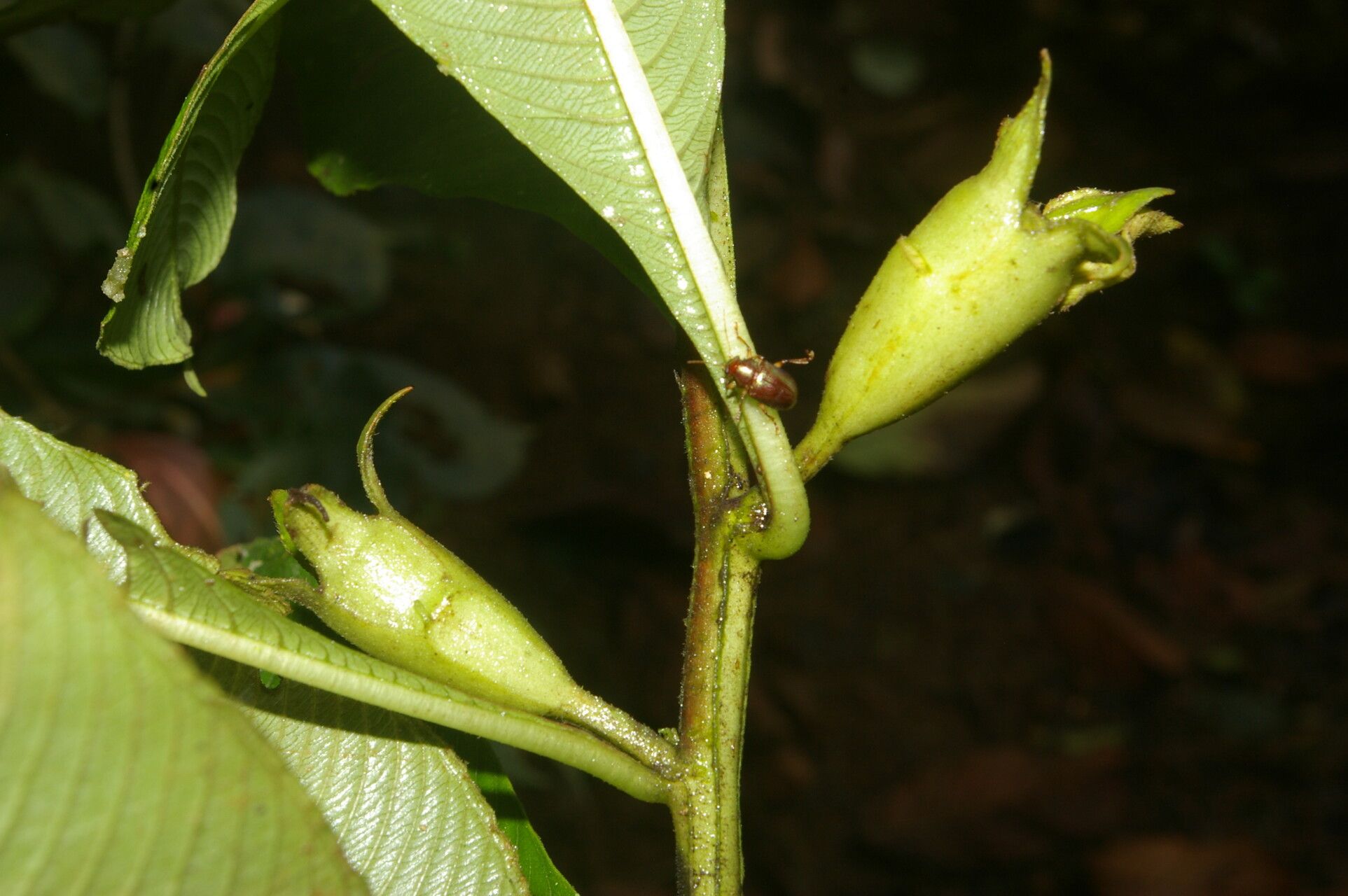 Ludwigia foliobracteolata fruit