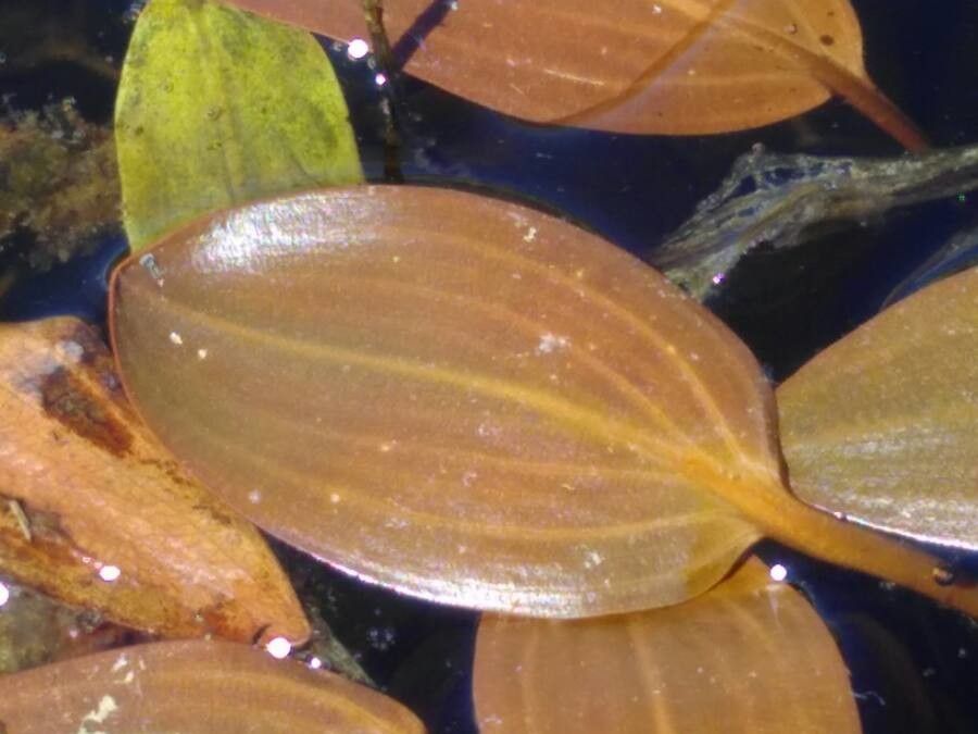 Potamogeton coloratus leaf
