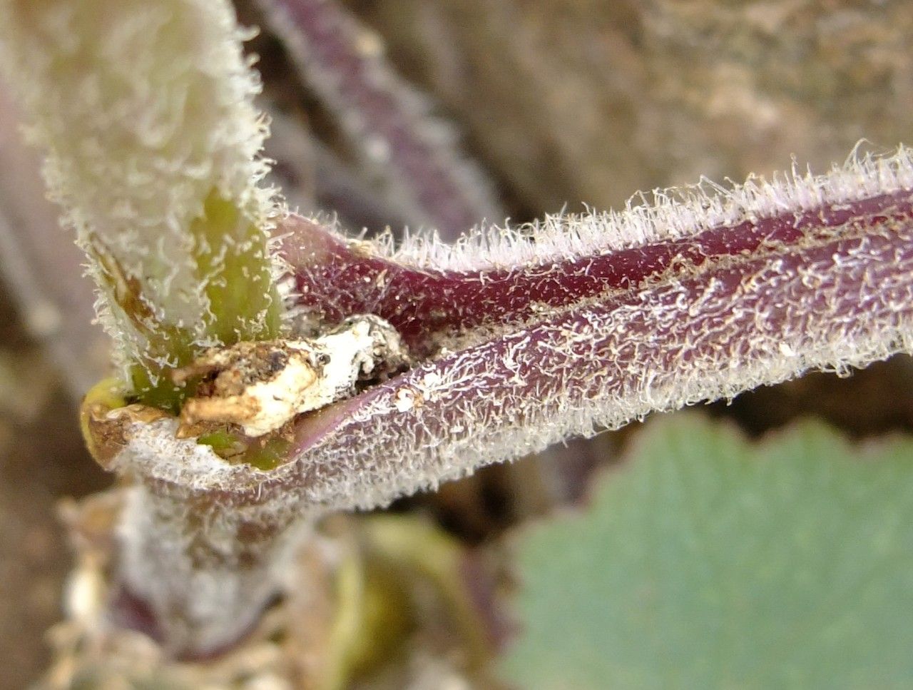 Pericallis echinata bark