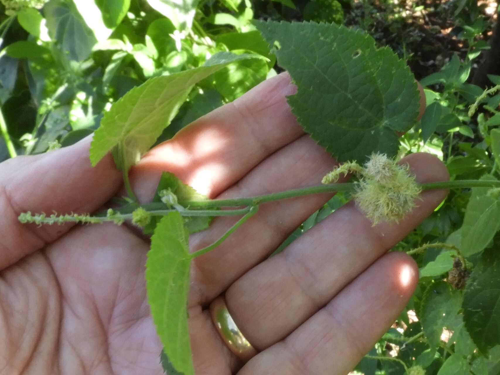 Tragia brevipes flower