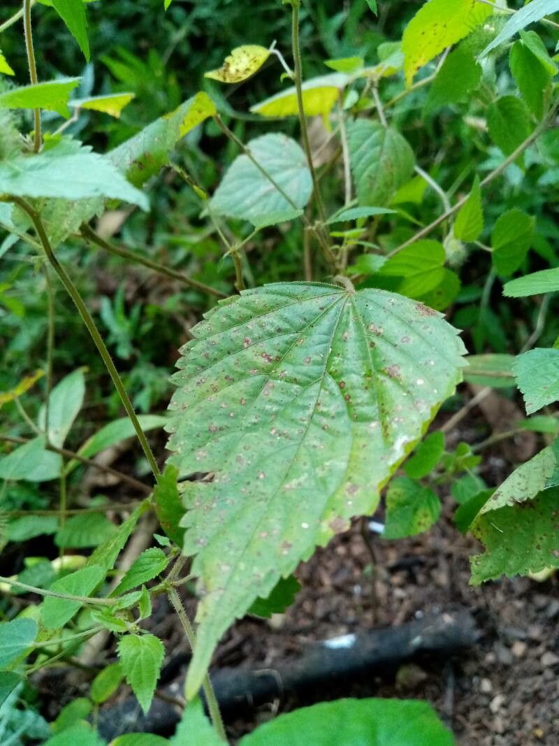 Acalypha alopecuroidea