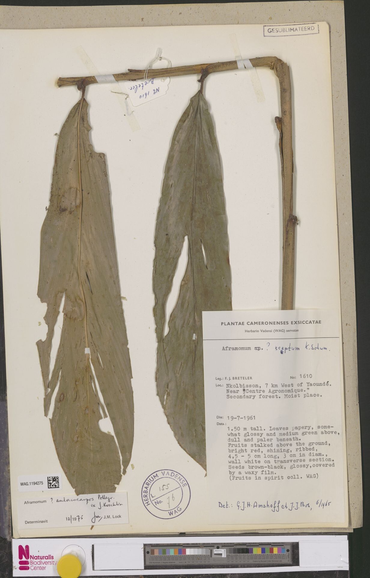 Aframomum aulacocarpos — related species from the same genus