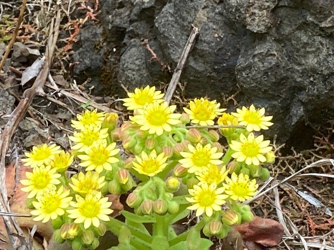 Aeonium glandulosum flower