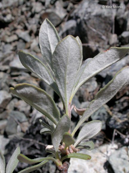 Eriogonum pendulum — search result for 'Eriogonum'