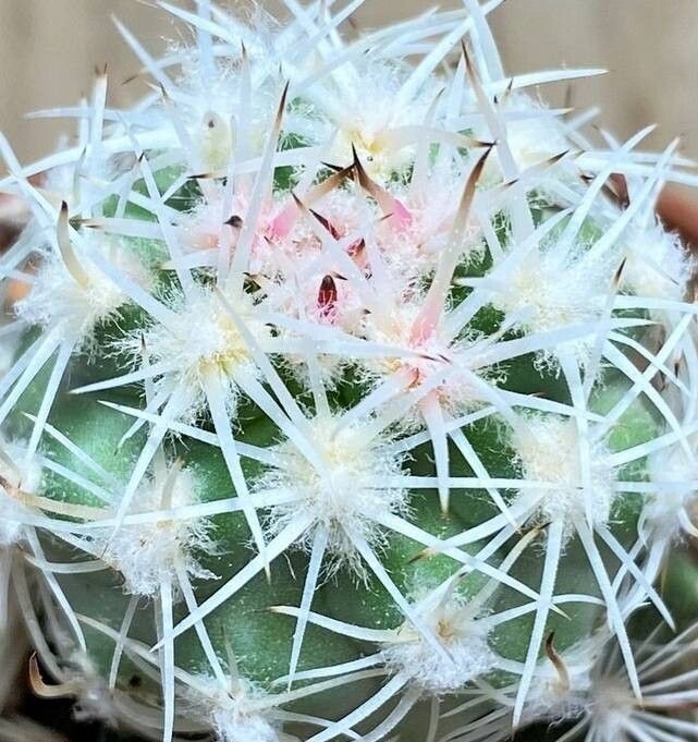 Sclerocactus wetlandicus habit