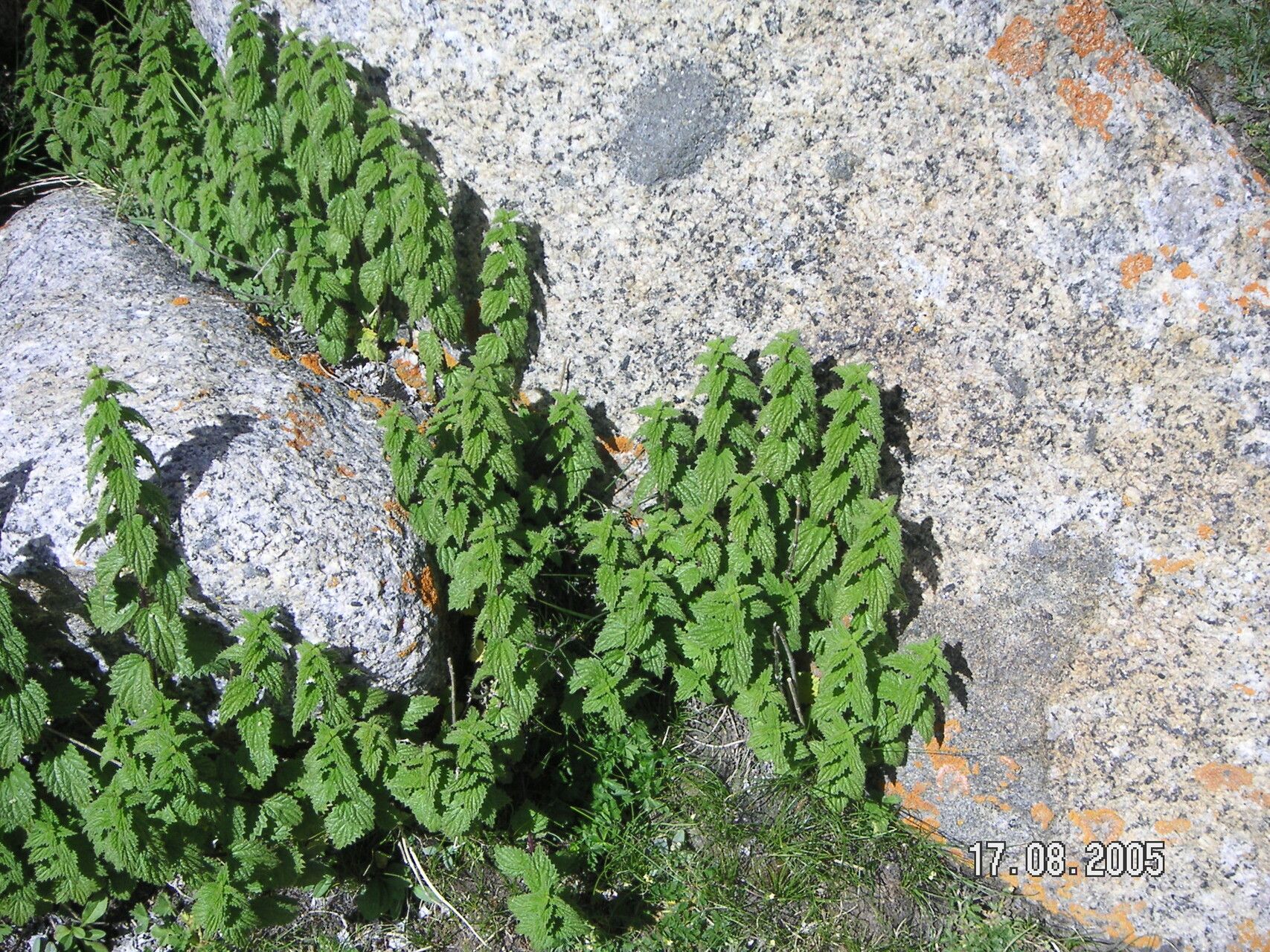 Urtica hyperborea — search result for 'Urtica'