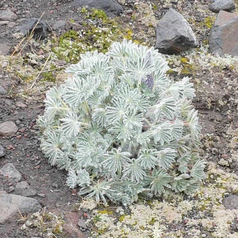 Lupinus nubigenus leaf