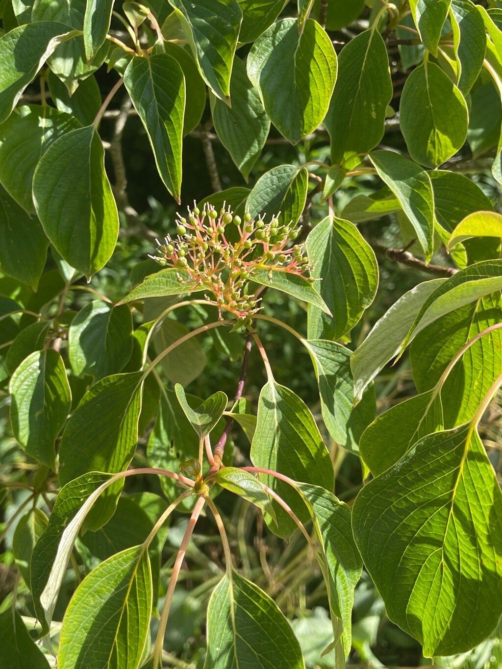 Cornus controversa flower