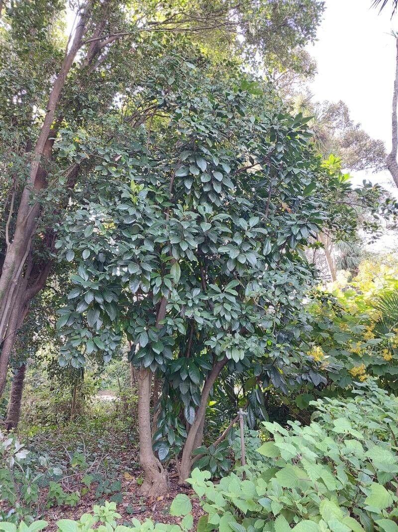 Pisonia brunoniana habit