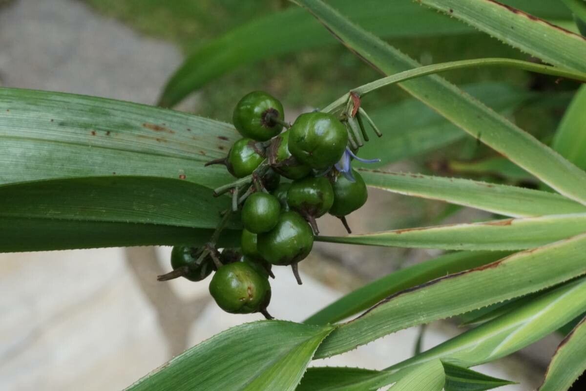 Semele androgyna fruit