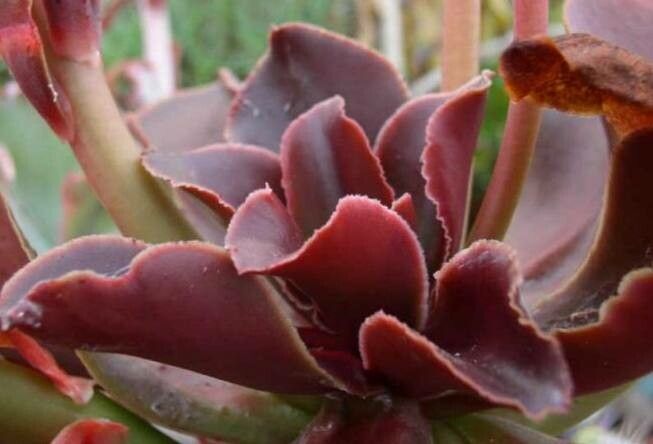 Echeveria fimbriata — houseplant care guide