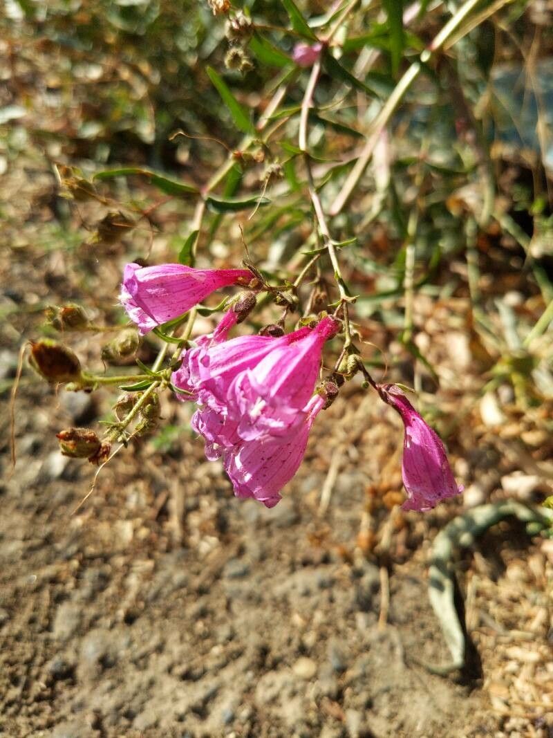 Penstemon richardsonii flower