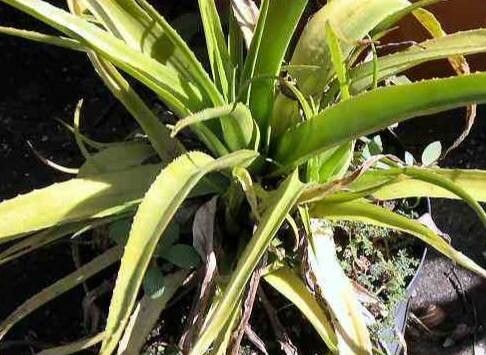 Aloe lomatophylloides — houseplant care guide