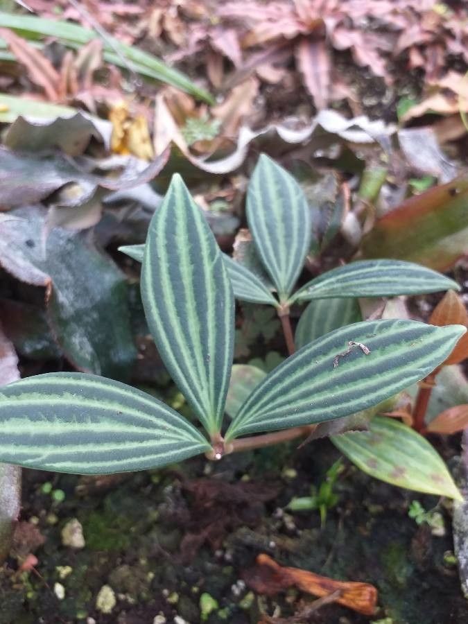Peperomia cuspidilimba — search result for 'Peperomia'