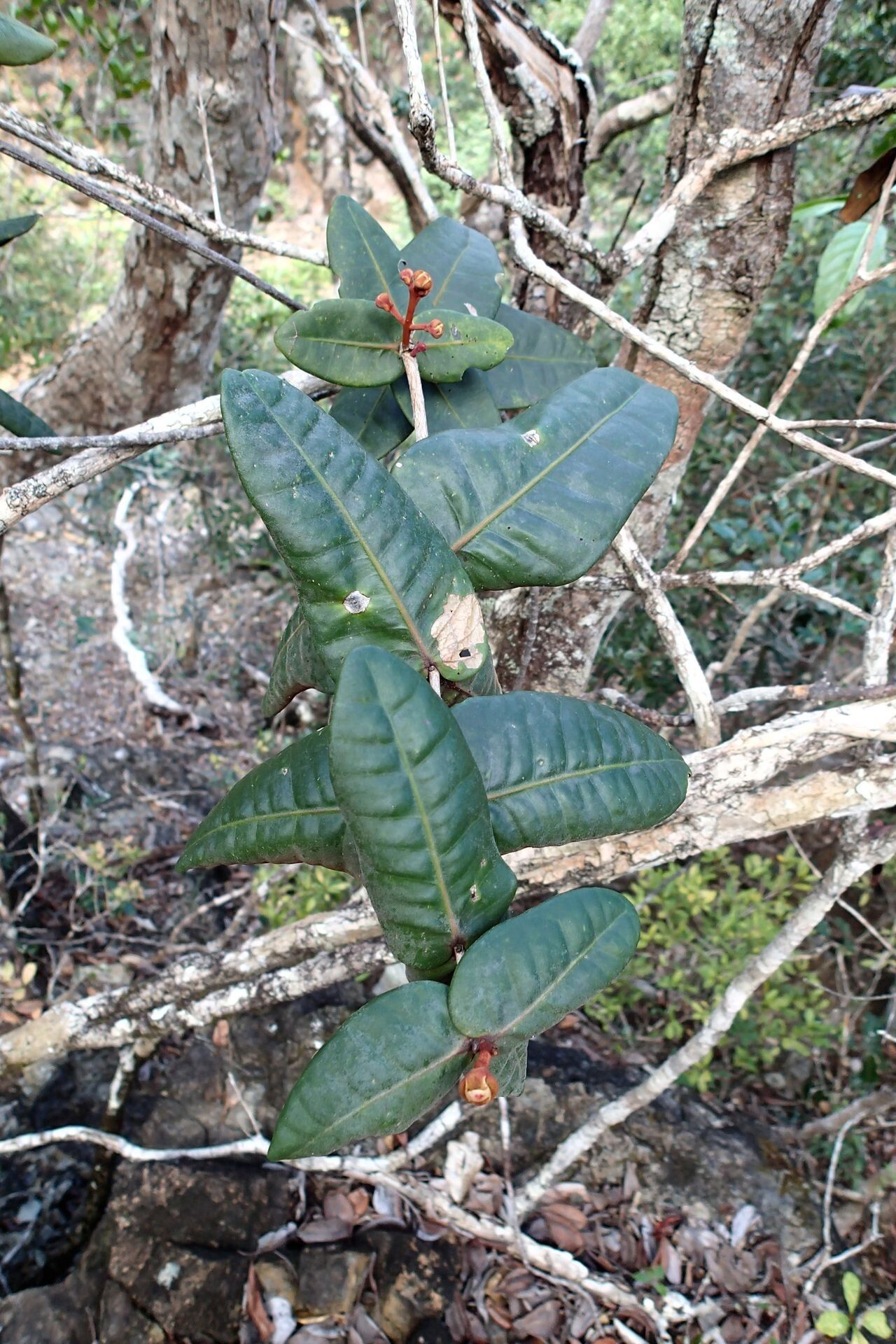 Eugenia homedeboana — houseplant care guide