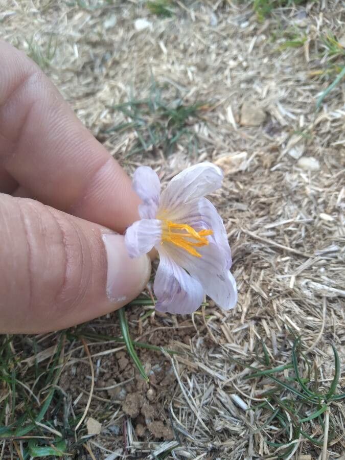Crocus adanensis