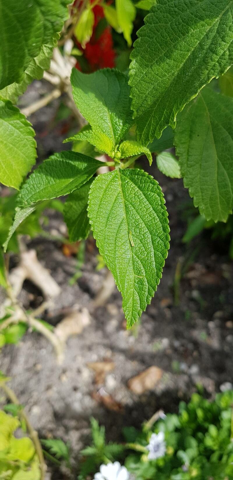 Lantana × aculeata — houseplant care guide