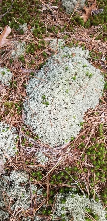 Eriogonum shockleyi — search result for 'Eriogonum'