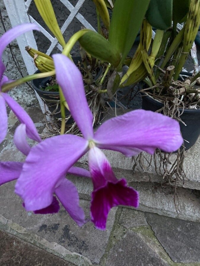 Cattleya pumila flower