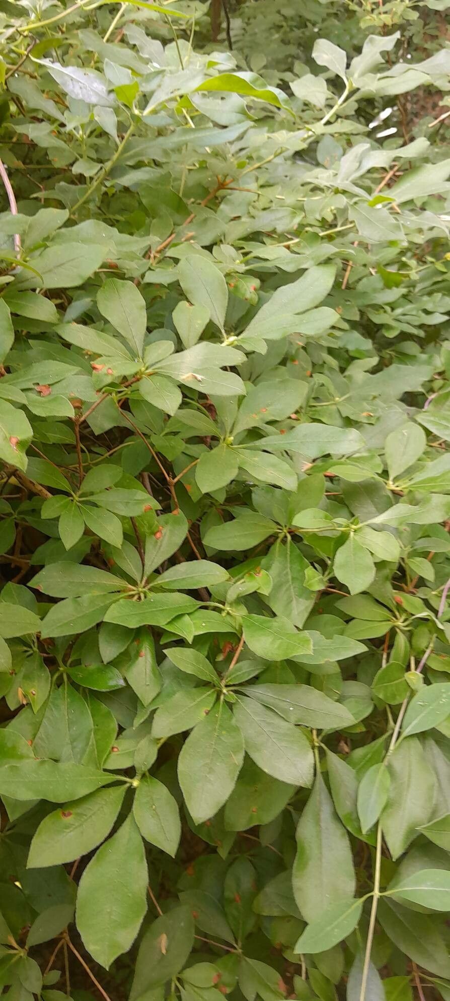 Phoebe sheareri habit