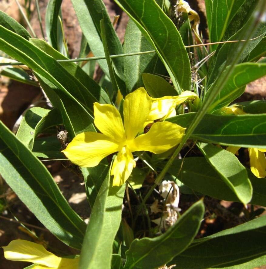 Barleria coriacea — houseplant care guide