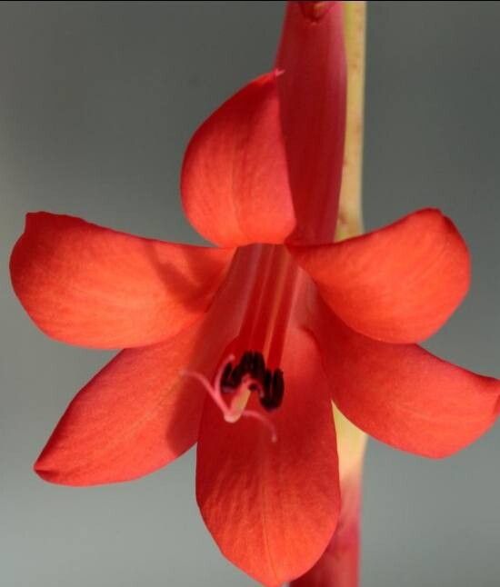 Watsonia coccinea — related species from the same genus