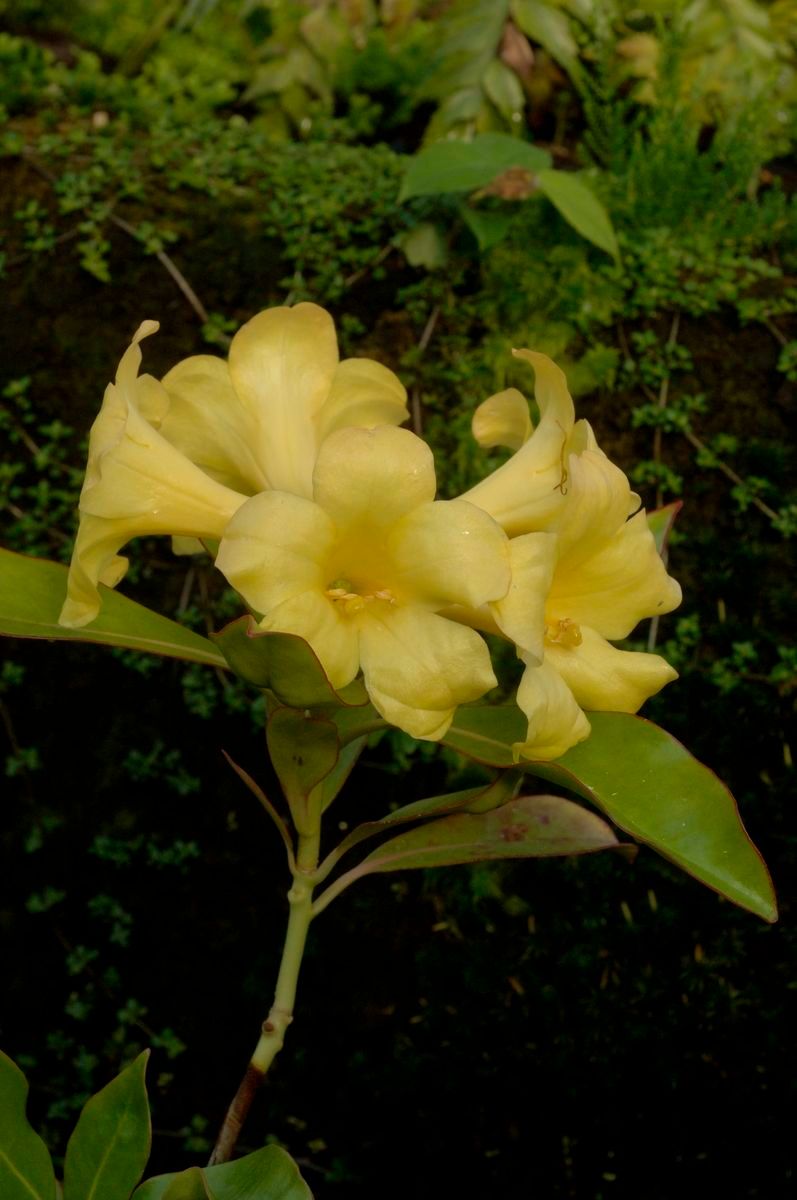 Rhododendron leytense flower