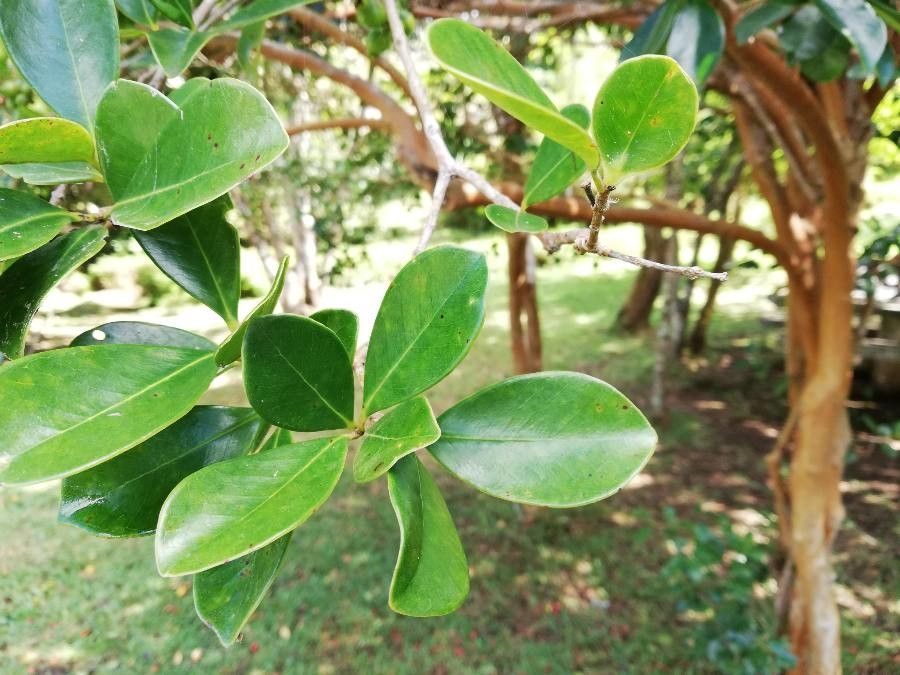 Psidium cattleianum