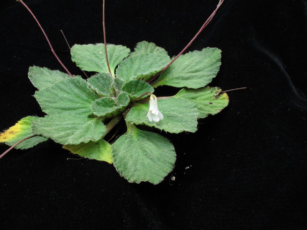 Corallodiscus lanuginosus habit