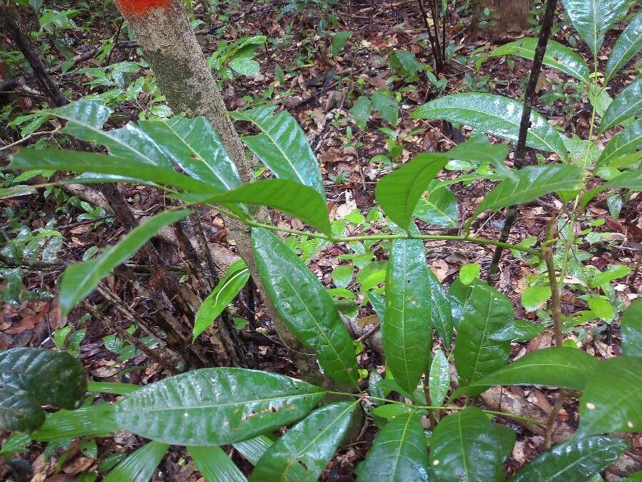 Protium apiculatum leaf
