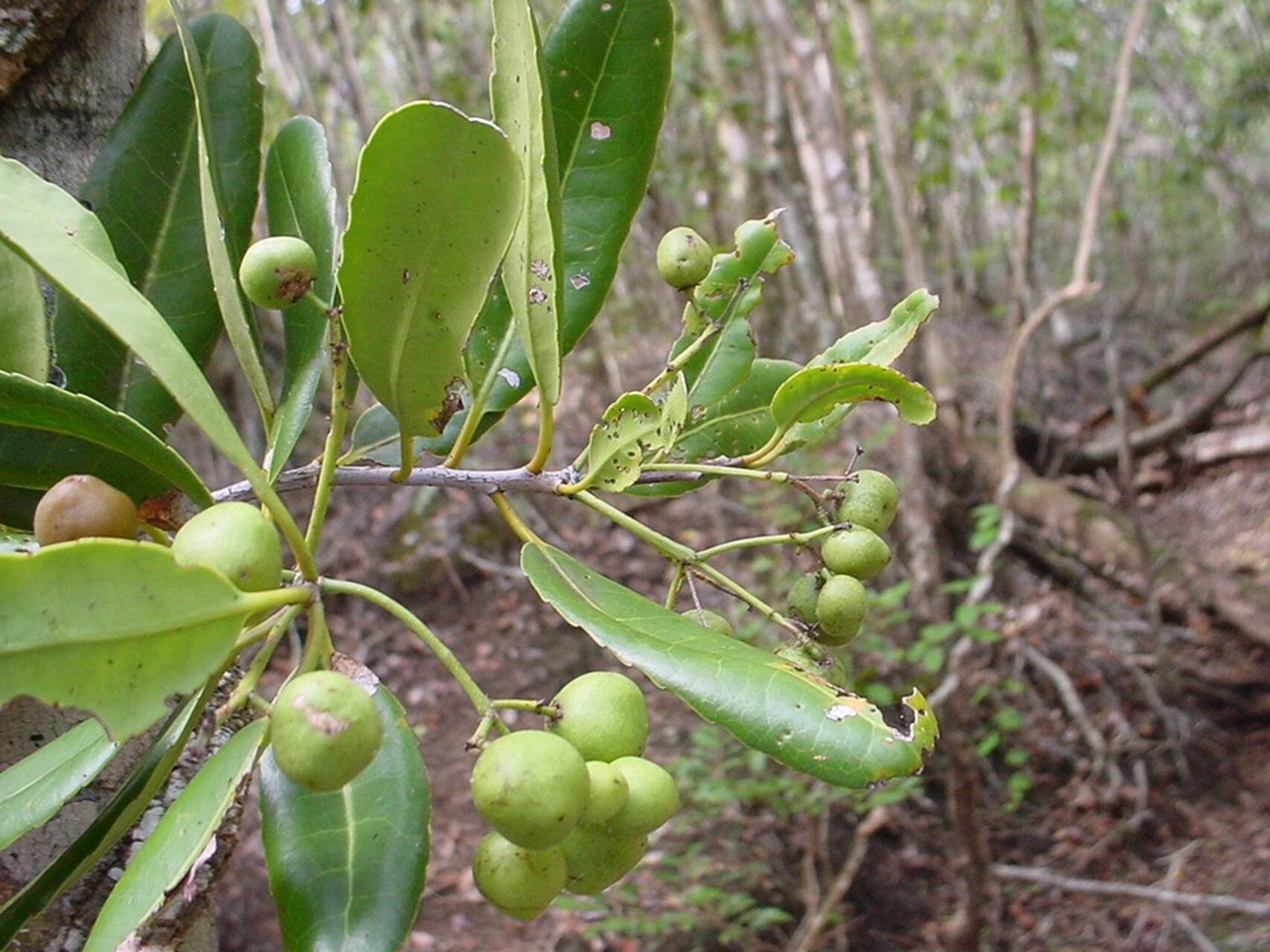 Elaeodendron pininsulare fruit
