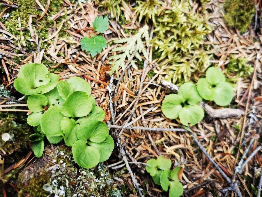 Moneses uniflora leaf
