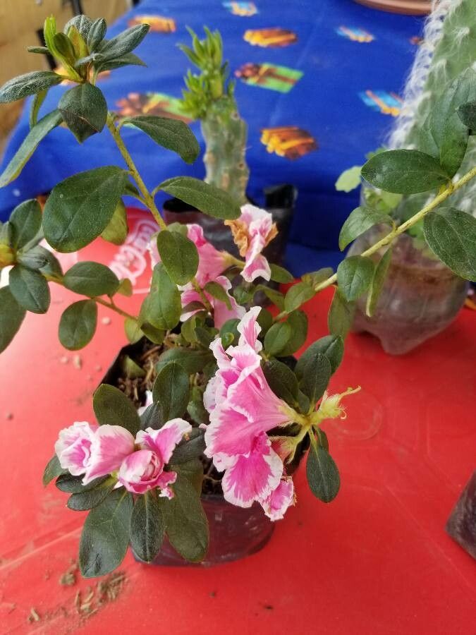 Azalea alabamensis leaf