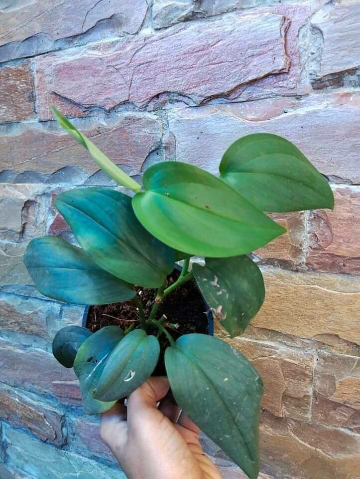 Scindapsus hederaceus