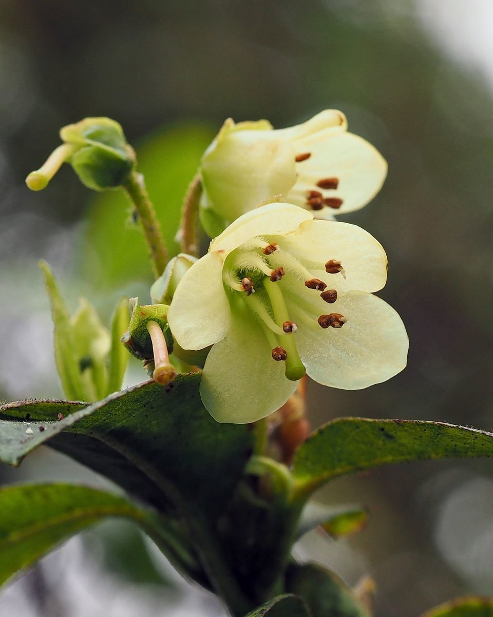 Rhododendron edanoi — houseplant care guide
