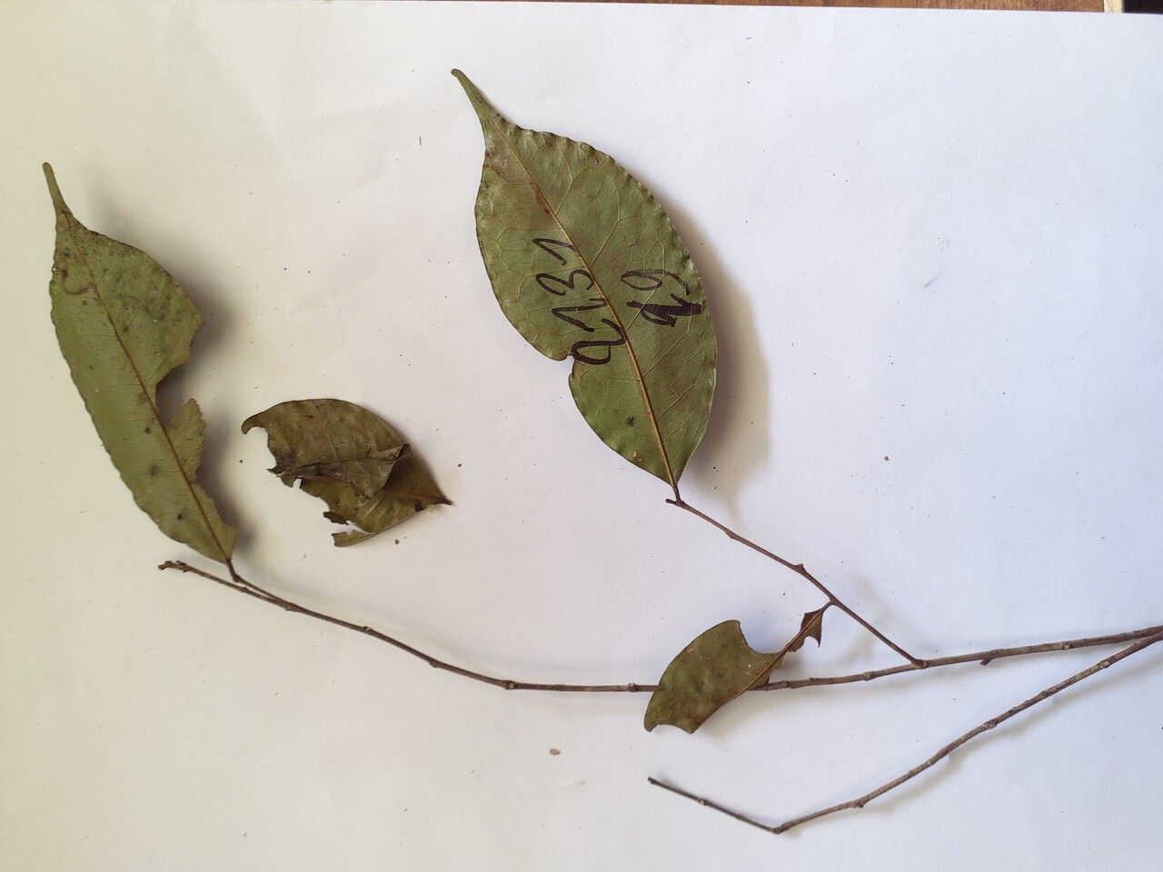 Hirtella bicornis — related species from the same genus