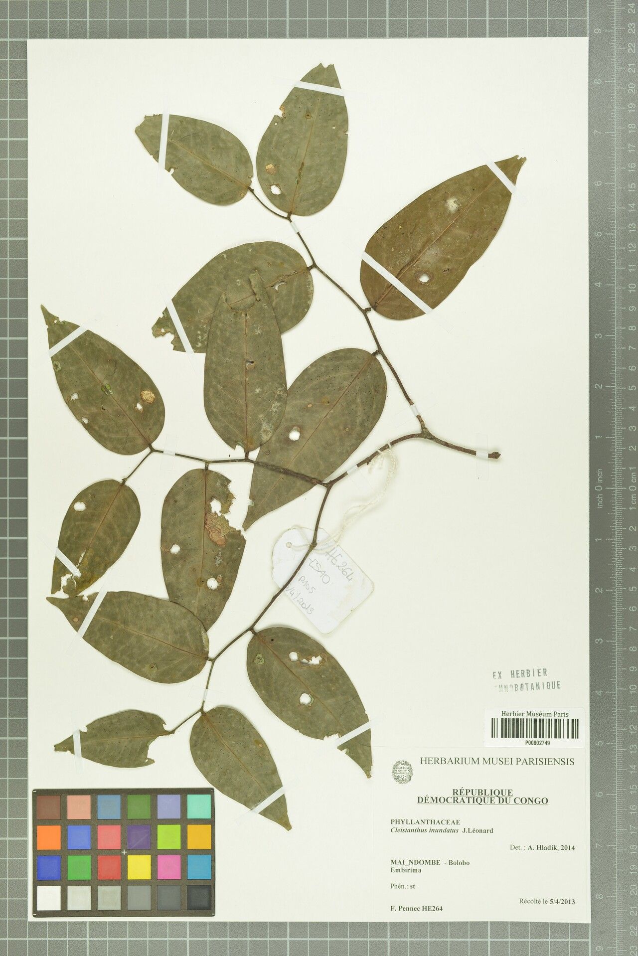 Cleistanthus inundatus — houseplant care guide