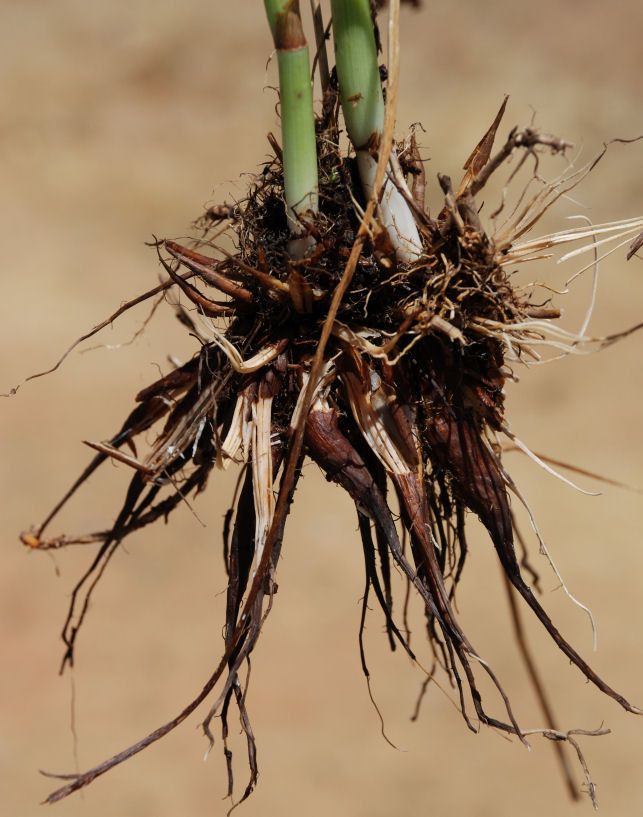 Perideridia howellii bark