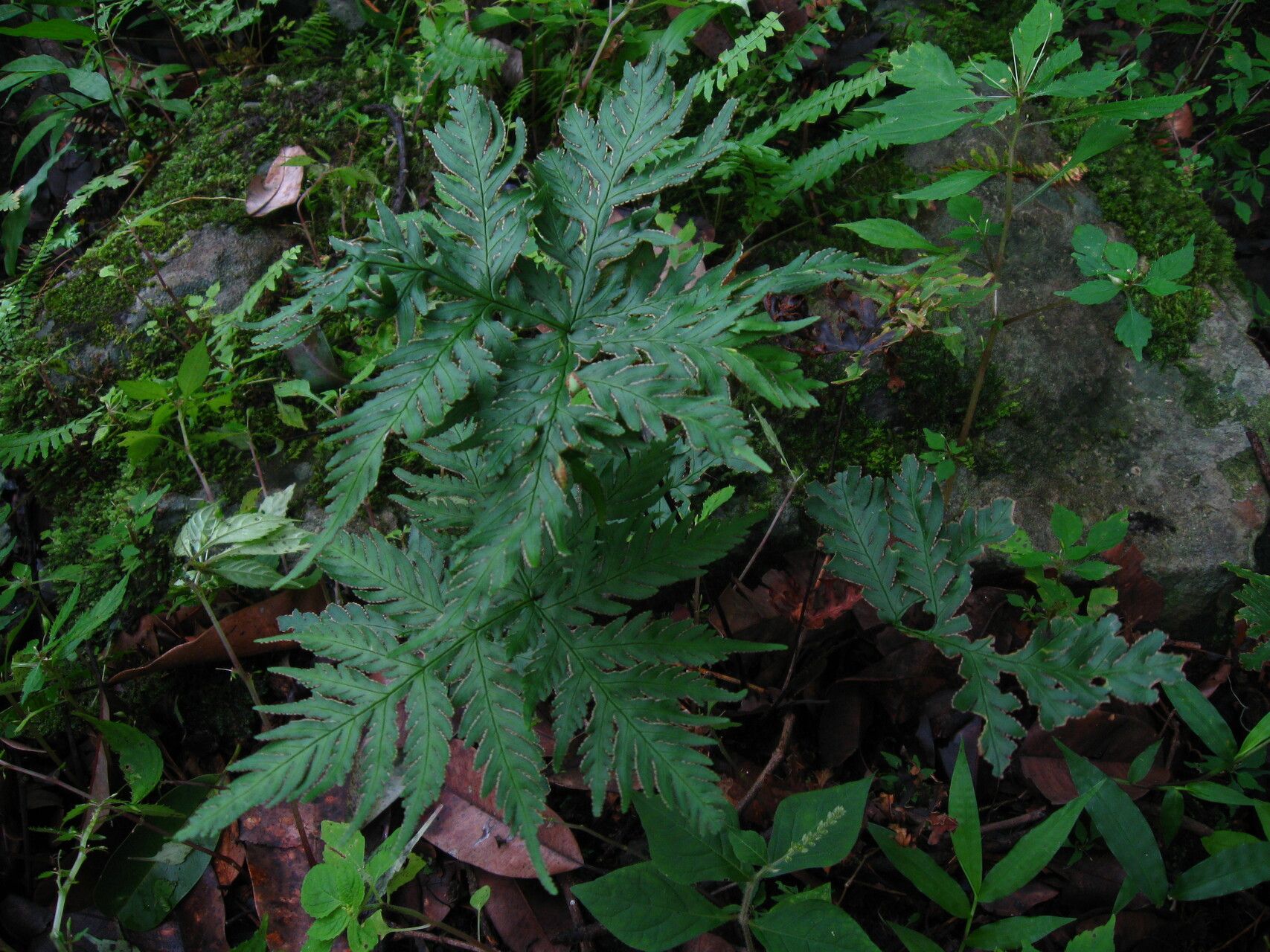 Hemionitis concolor leaf