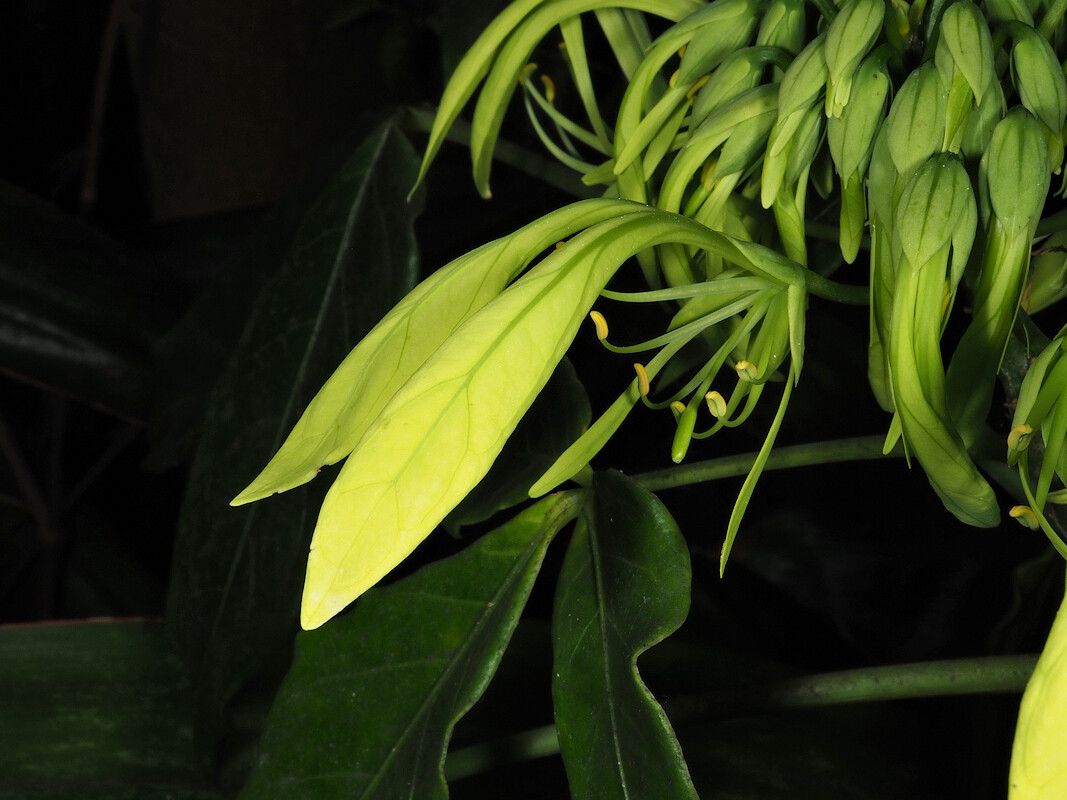 Crateva unilocularis flower