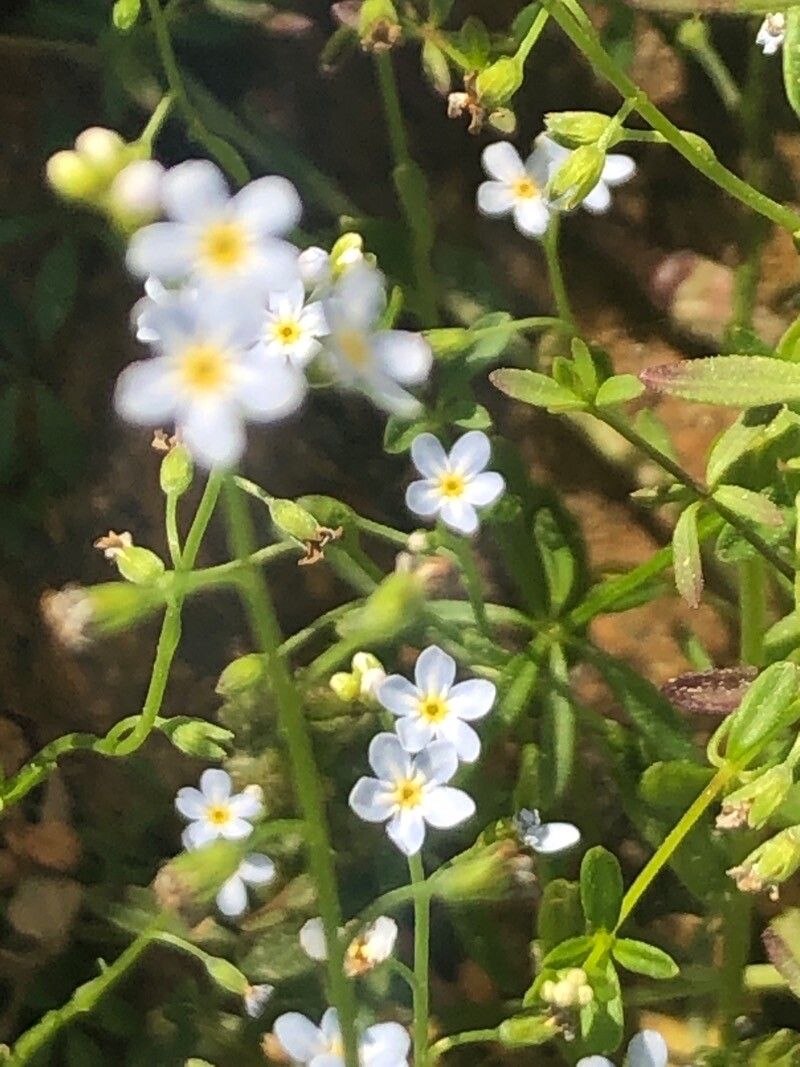 Myosotis stolonifera flower