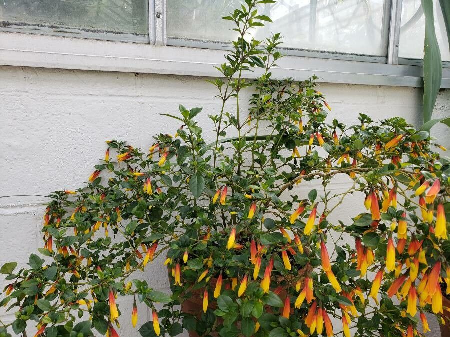 Justicia floribunda habit